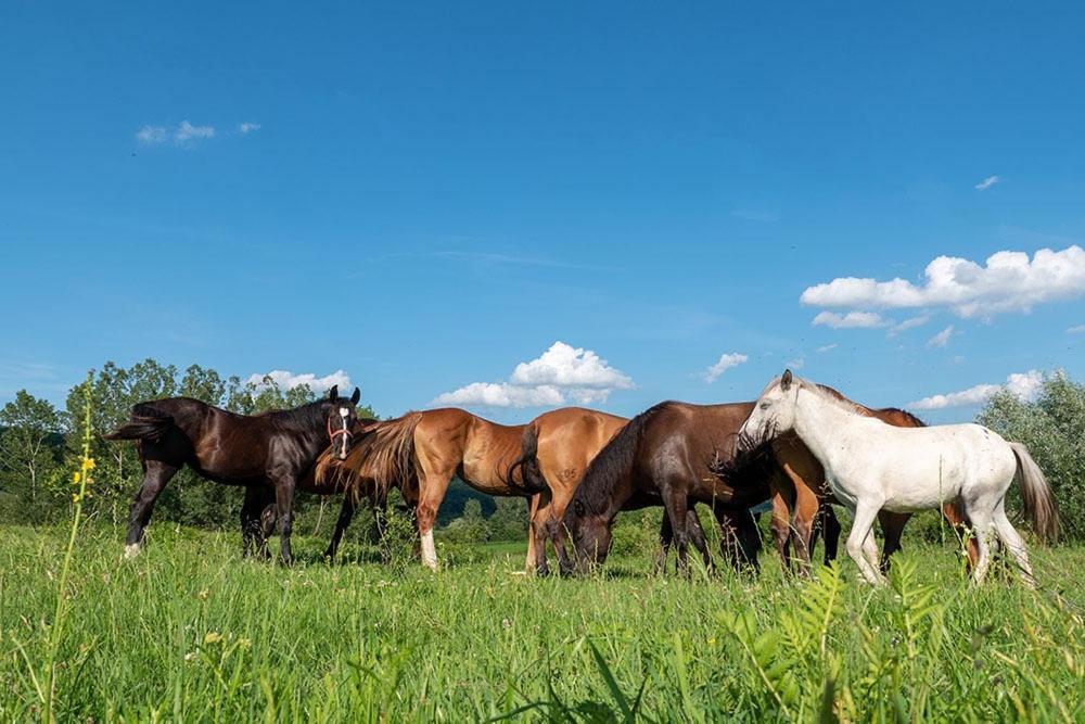 Alsoszuha Lovas Vendeghaz Exteriör bild